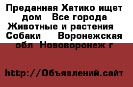 Преданная Хатико ищет дом - Все города Животные и растения » Собаки   . Воронежская обл.,Нововоронеж г.